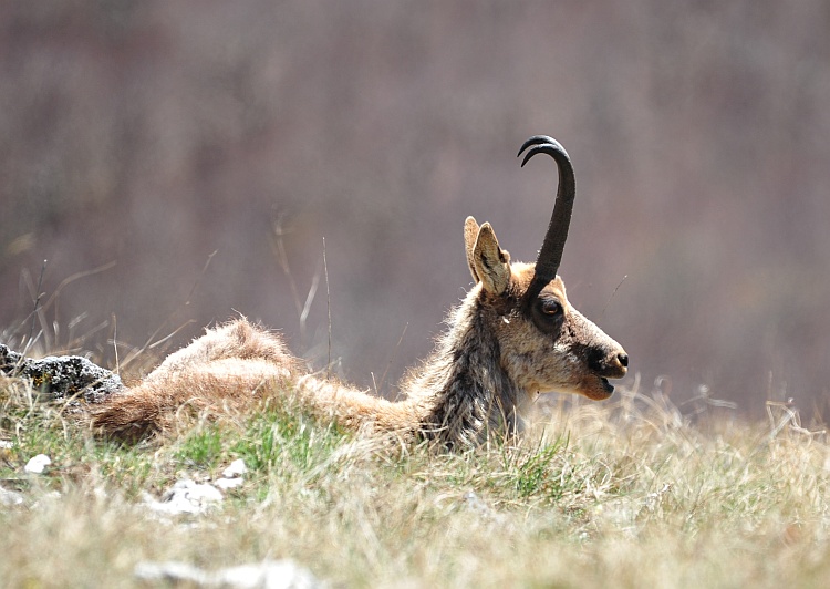 Camoscio d''Abruzzo Rupicapra pyrenaica ornata