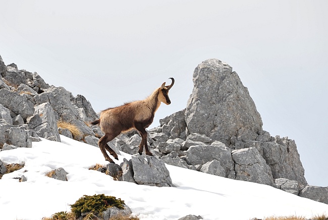 Camoscio d''Abruzzo Rupicapra pyrenaica ornata