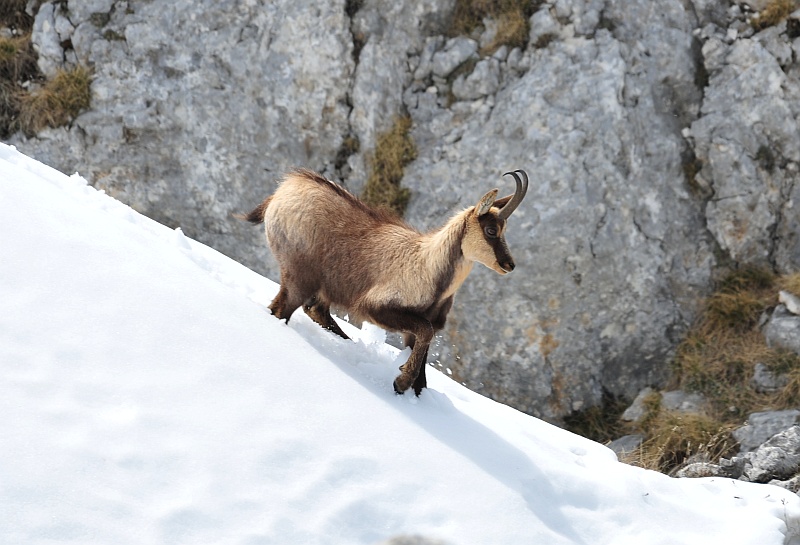 Camoscio d''Abruzzo Rupicapra pyrenaica ornata