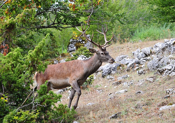 PASSIONE PER IL CERVO