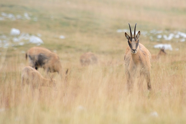 Camoscio d''Abruzzo Rupicapra pyrenaica ornata