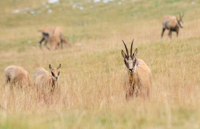 Camoscio d''Abruzzo Rupicapra pyrenaica ornata