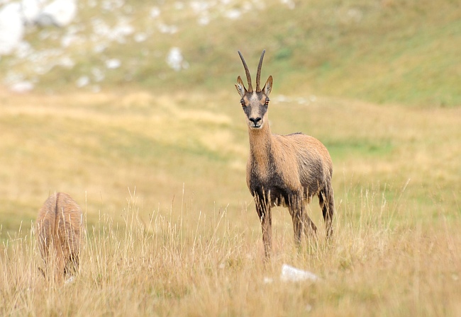Camoscio d''Abruzzo Rupicapra pyrenaica ornata