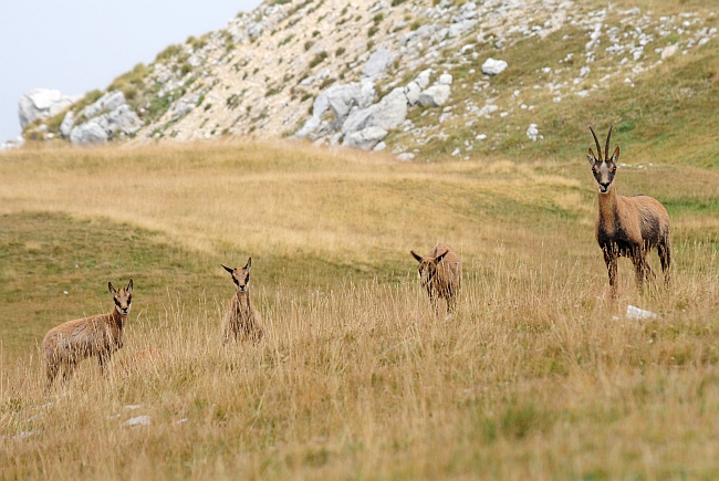 Camoscio d''Abruzzo Rupicapra pyrenaica ornata
