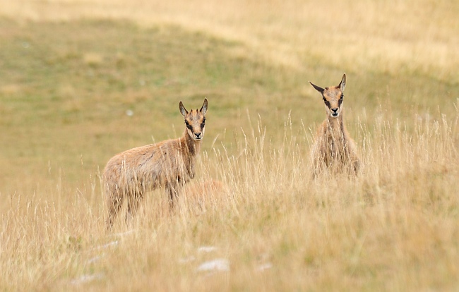 Camoscio d''Abruzzo Rupicapra pyrenaica ornata