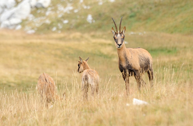 Camoscio d''Abruzzo Rupicapra pyrenaica ornata