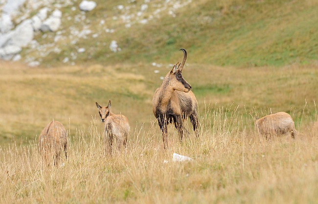 Camoscio d''Abruzzo Rupicapra pyrenaica ornata