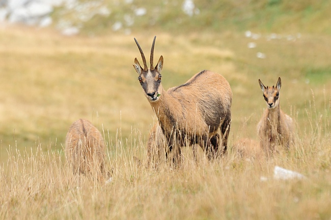 Camoscio d''Abruzzo Rupicapra pyrenaica ornata
