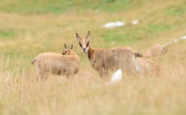 Camoscio d''Abruzzo Rupicapra pyrenaica ornata