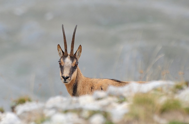Camoscio d''Abruzzo Rupicapra pyrenaica ornata