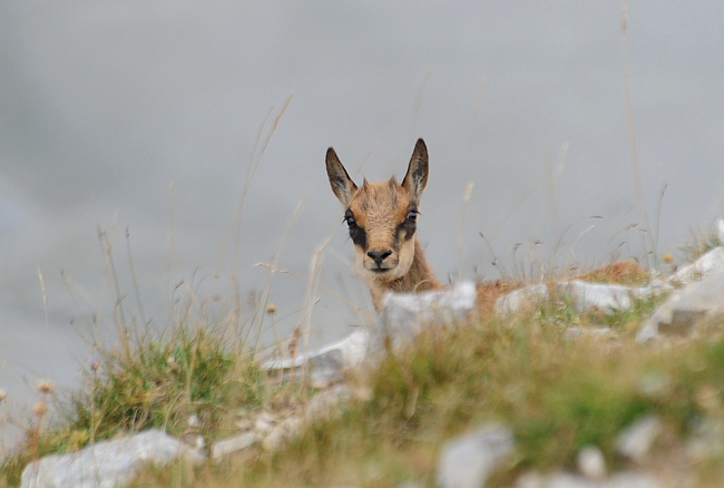 Camoscio d''Abruzzo Rupicapra pyrenaica ornata