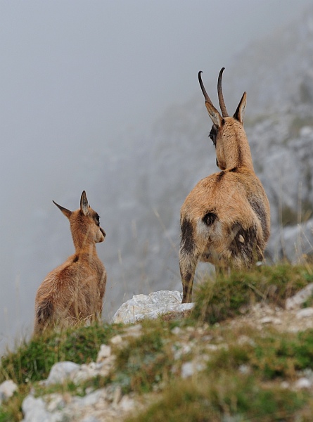Camoscio d''Abruzzo Rupicapra pyrenaica ornata