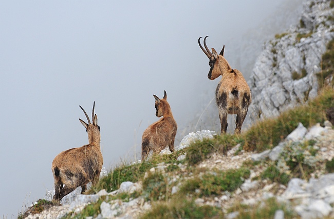Camoscio d''Abruzzo Rupicapra pyrenaica ornata