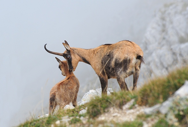 Camoscio d''Abruzzo Rupicapra pyrenaica ornata