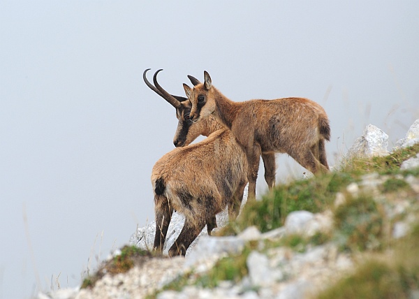 Camoscio d''Abruzzo Rupicapra pyrenaica ornata