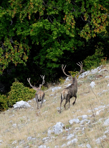 PASSIONE PER IL CERVO