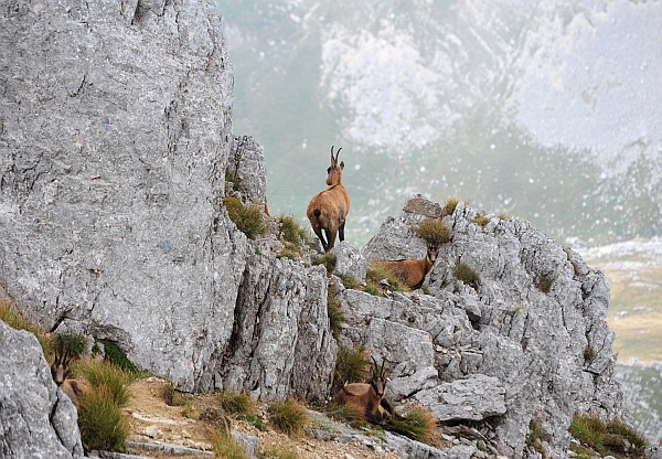 Camoscio d''Abruzzo Rupicapra pyrenaica ornata