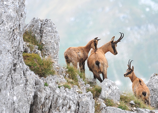 Camoscio d''Abruzzo Rupicapra pyrenaica ornata