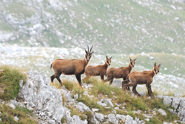 Camoscio d''Abruzzo Rupicapra pyrenaica ornata