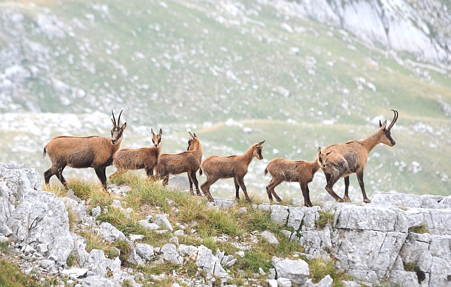 Camoscio d''Abruzzo Rupicapra pyrenaica ornata
