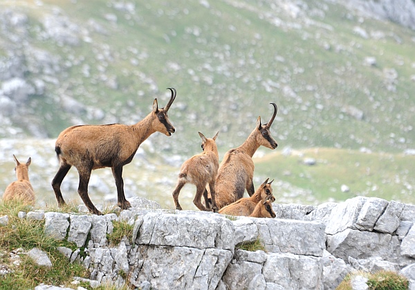 Camoscio d''Abruzzo Rupicapra pyrenaica ornata