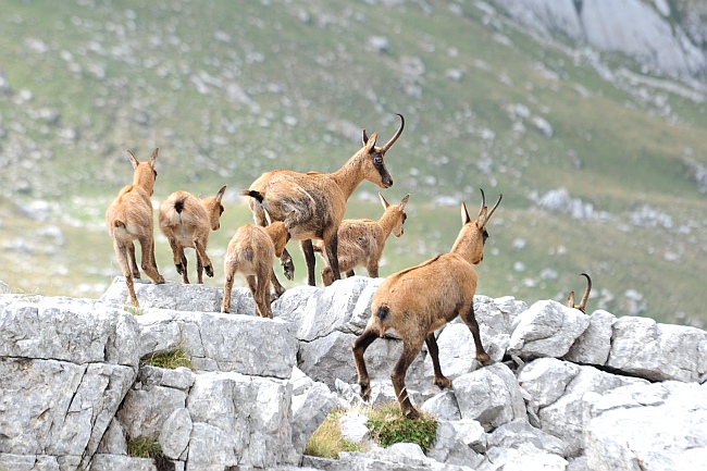 Camoscio d''Abruzzo Rupicapra pyrenaica ornata