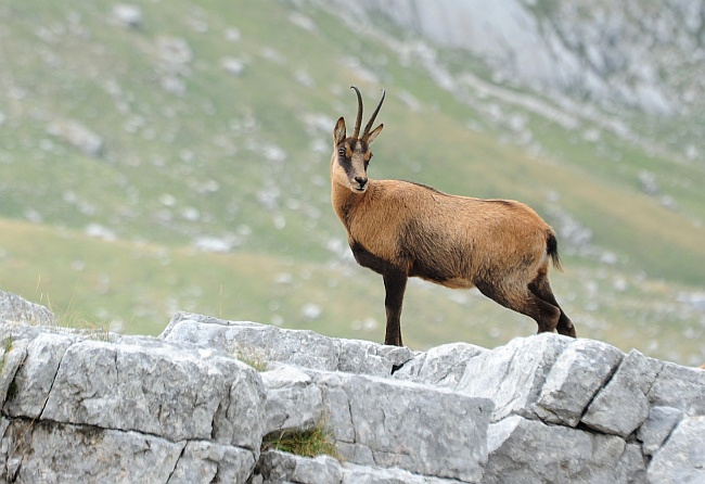 Camoscio d''Abruzzo Rupicapra pyrenaica ornata