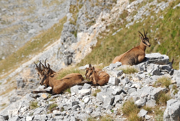 Camoscio d''Abruzzo Rupicapra pyrenaica ornata