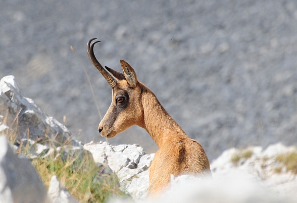 Camoscio d''Abruzzo Rupicapra pyrenaica ornata