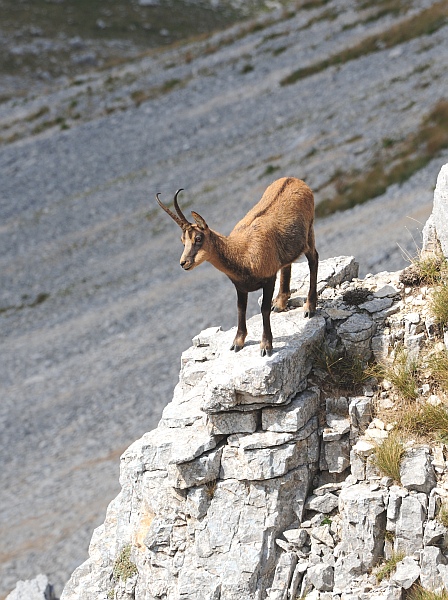 Camoscio d''Abruzzo Rupicapra pyrenaica ornata