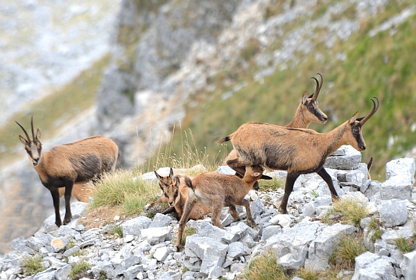 Camoscio d''Abruzzo Rupicapra pyrenaica ornata