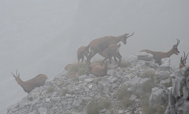 Camoscio d''Abruzzo Rupicapra pyrenaica ornata