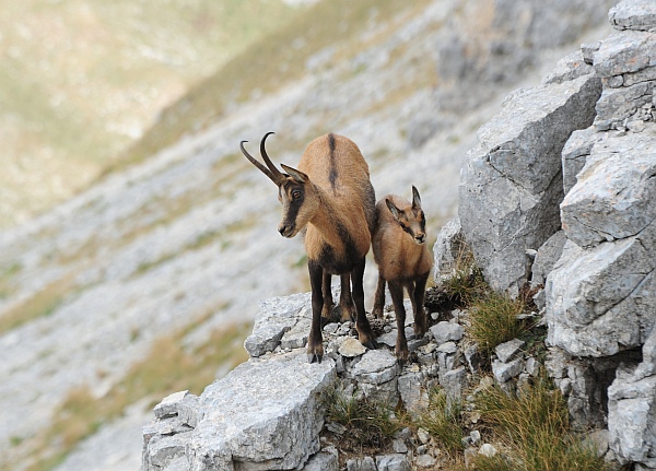 Camoscio d''Abruzzo Rupicapra pyrenaica ornata