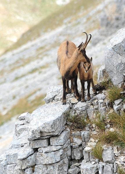Camoscio d''Abruzzo Rupicapra pyrenaica ornata