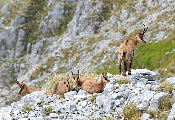 Camoscio d''Abruzzo Rupicapra pyrenaica ornata