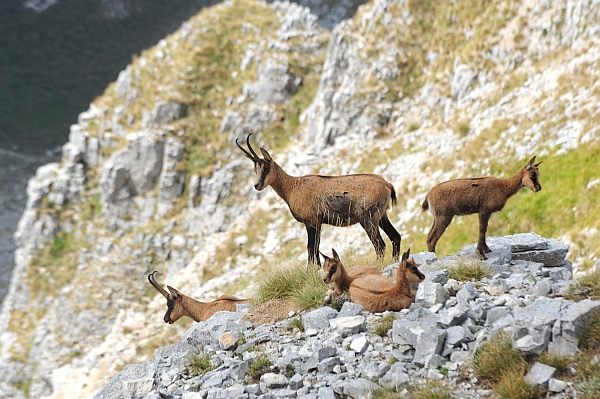 Camoscio d''Abruzzo Rupicapra pyrenaica ornata