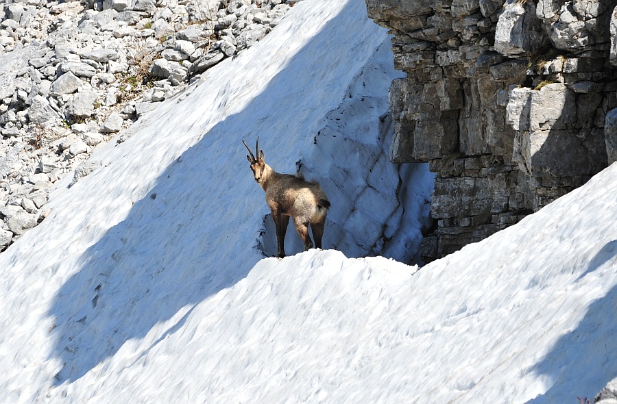 Camoscio d''Abruzzo Rupicapra pyrenaica ornata