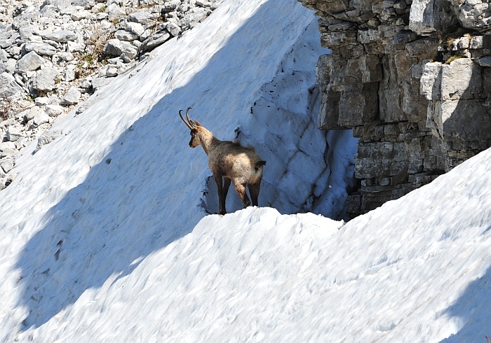 Camoscio d''Abruzzo Rupicapra pyrenaica ornata