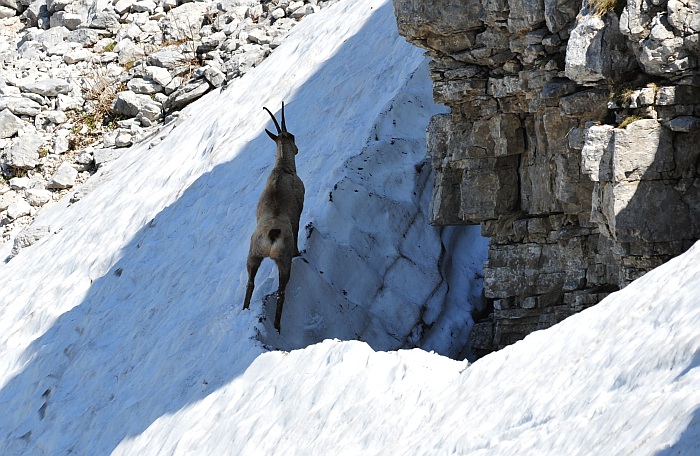Camoscio d''Abruzzo Rupicapra pyrenaica ornata