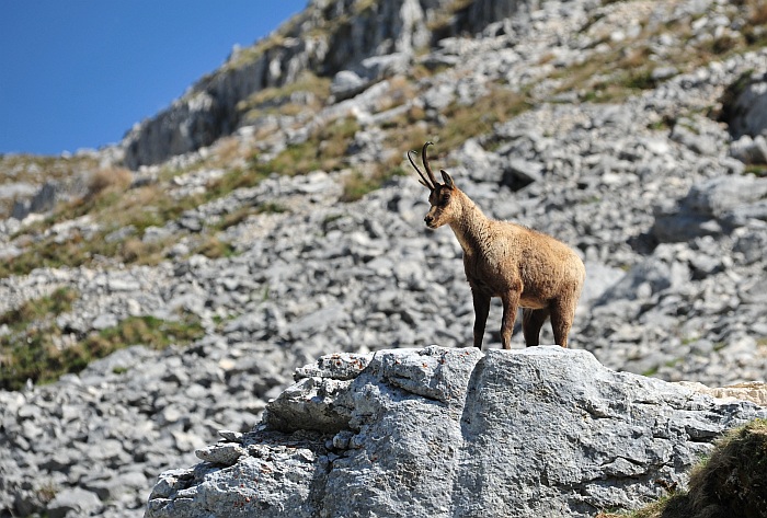 Camoscio d''Abruzzo Rupicapra pyrenaica ornata