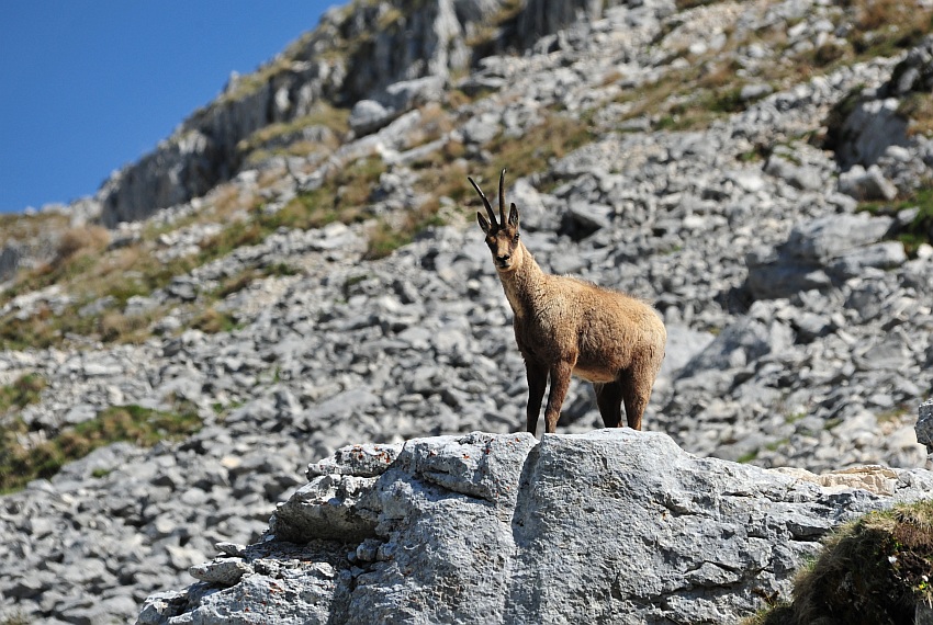 Camoscio d''Abruzzo Rupicapra pyrenaica ornata