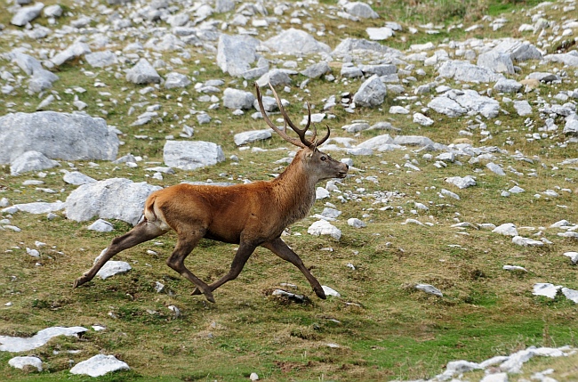 PASSIONE PER IL CERVO