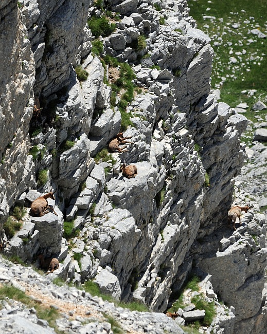 Camoscio d''Abruzzo Rupicapra pyrenaica ornata