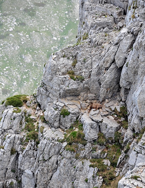 Camoscio d''Abruzzo Rupicapra pyrenaica ornata