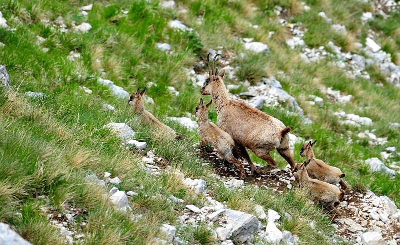Camoscio d''Abruzzo Rupicapra pyrenaica ornata