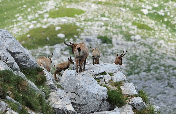 Camoscio d''Abruzzo Rupicapra pyrenaica ornata