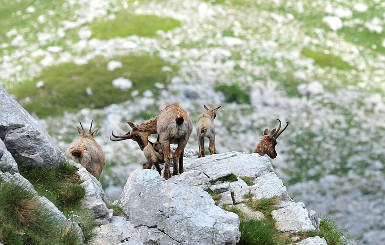 Camoscio d''Abruzzo Rupicapra pyrenaica ornata