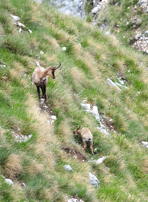 Camoscio d''Abruzzo Rupicapra pyrenaica ornata