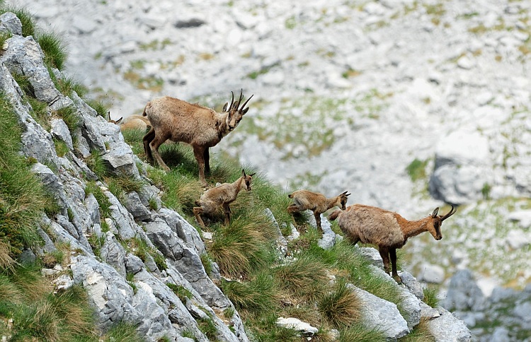 Camoscio d''Abruzzo Rupicapra pyrenaica ornata