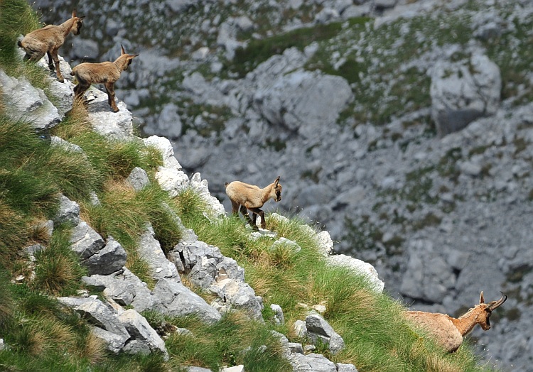 Camoscio d''Abruzzo Rupicapra pyrenaica ornata
